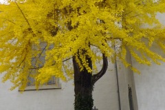 DSCF4259