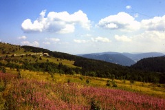 PICT0145